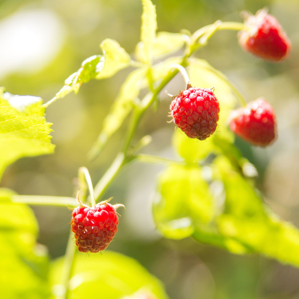 Red Raspberry 'Coho' (Rubus idaeus) Online — Growing Home Farms