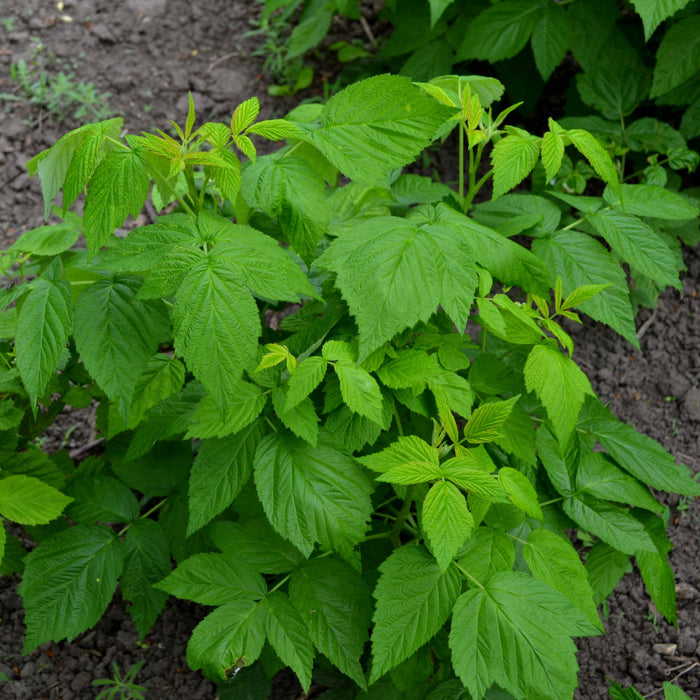Red Raspberry 'Coho' (Rubus idaeus) Online — Growing Home Farms