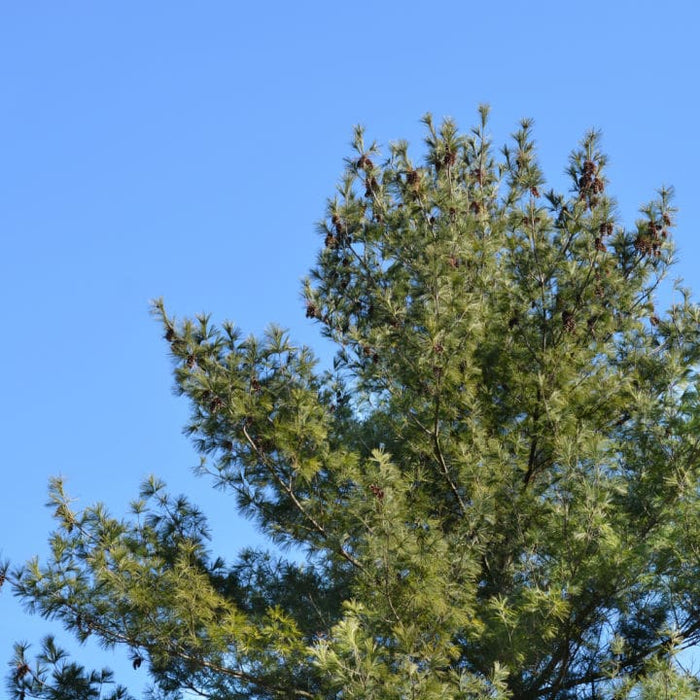 top Eastern White Pine