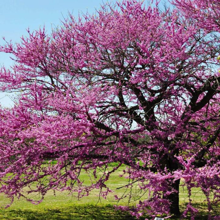 Eastern Redbud | Flowering Tree