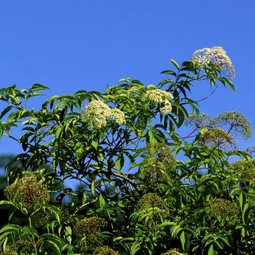American Black Elderberry