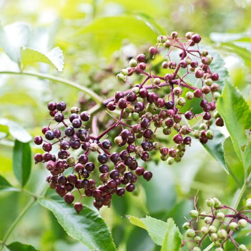 American Black Elderberry