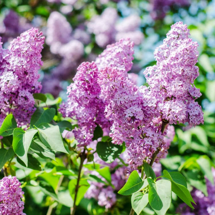 Lilac | Flowering Tree