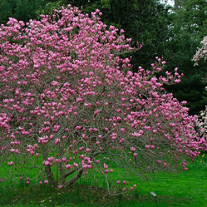 Ann Magnolia | Flowering Tree