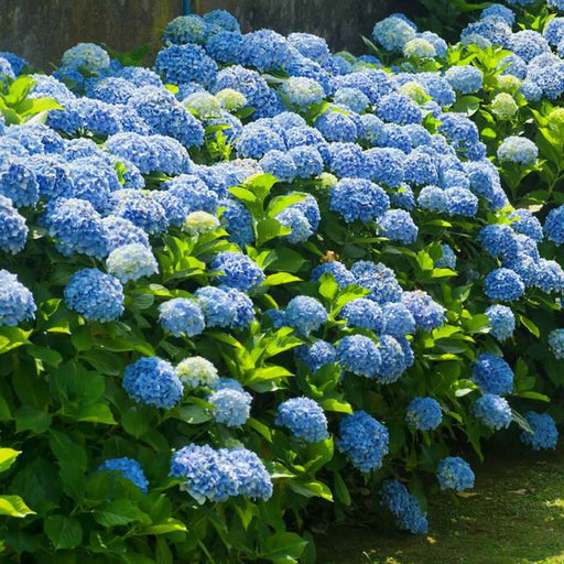 Blue Hydrangea