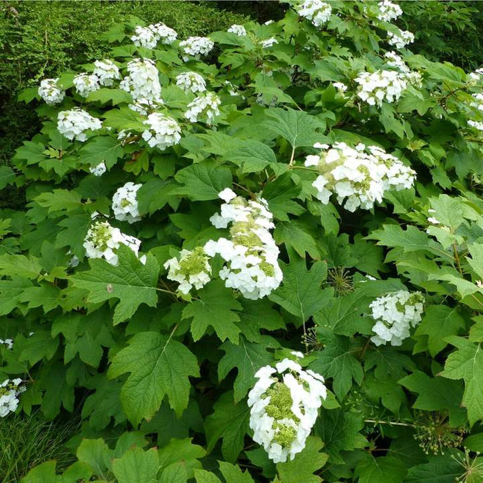 Oakleaf Hydrangea | Shop Shrubs