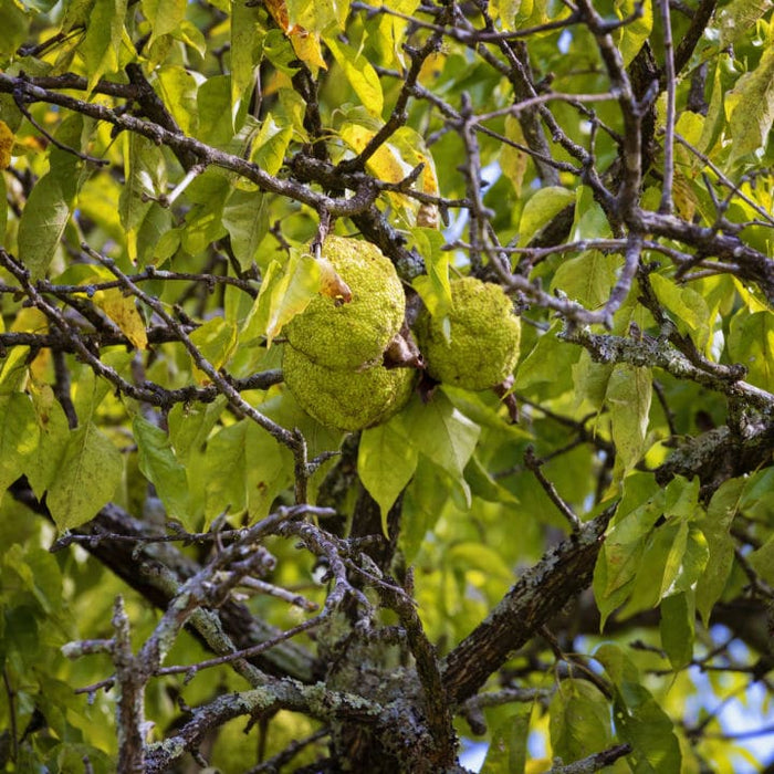 Osage Orange | Fruit Tree