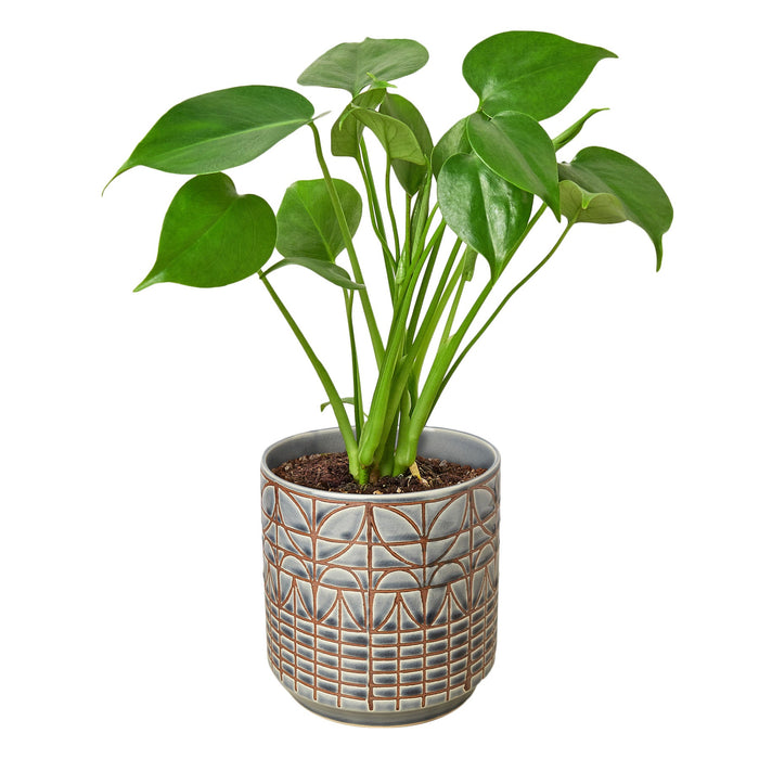 philodendron monstera split leaf plants Philodendron Monstera Split-Leaf — Growing Home Farms