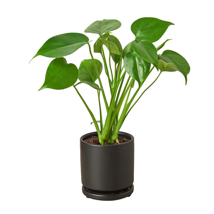 monstera plant before leaves split Philodendron Monstera Split-Leaf — Growing Home Farms