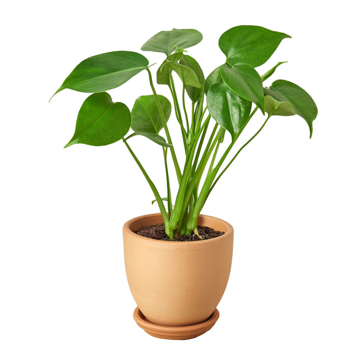monstera deliciosa philodendron Philodendron Monstera Split-Leaf — Growing Home Farms