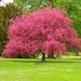 Pink Dogwood Tree