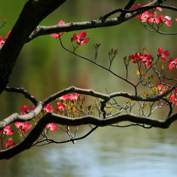 Pink Dogwood | Flowering Tree
