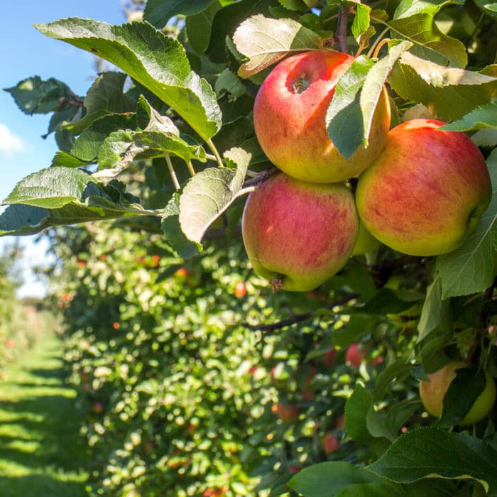 What Are Cortland Apples - Learn About Cortland Apple Tree Care
