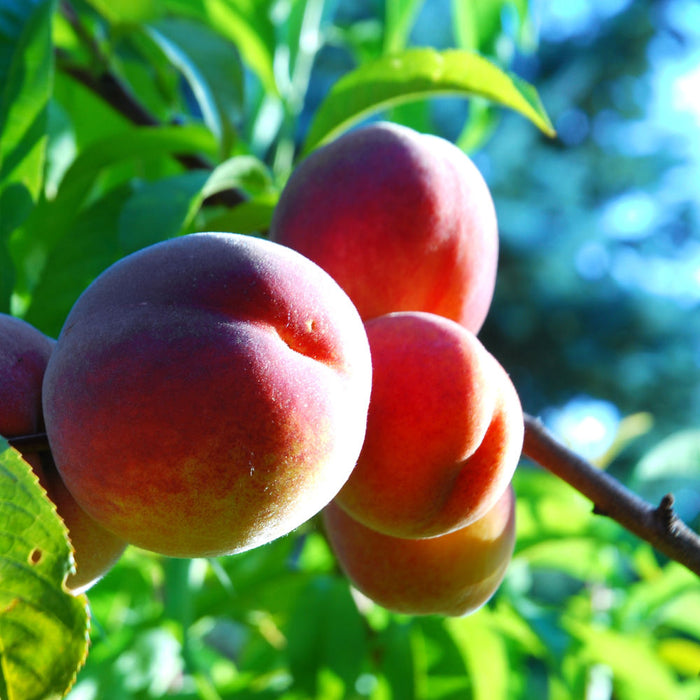 Red Haven Peach