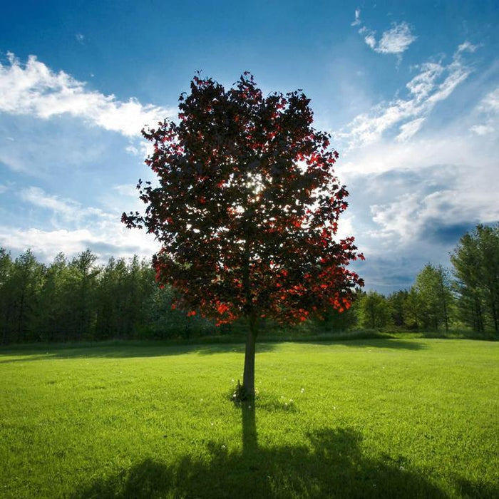 Red Maple | Shade Tree