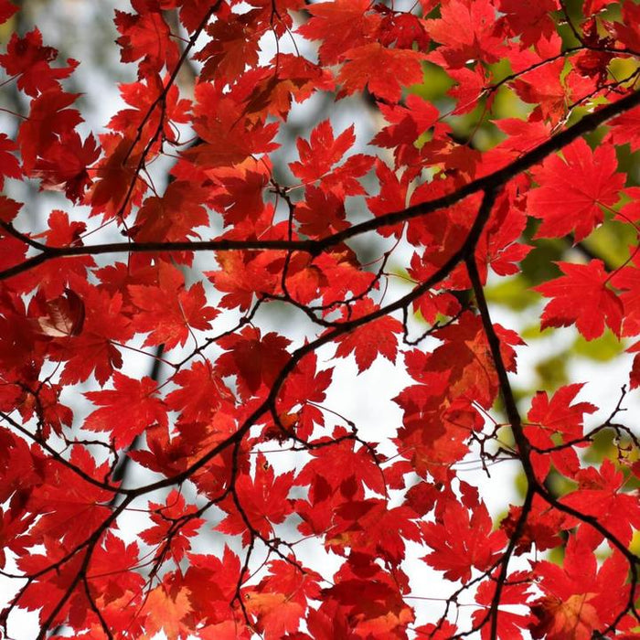 Red Maple | Shade Tree