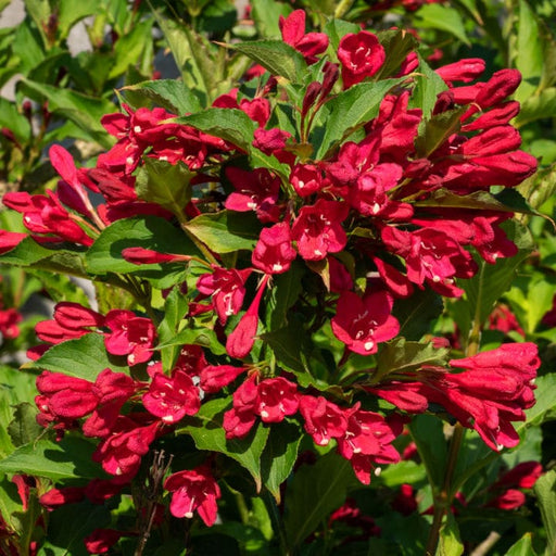 Ruby Red Weigela