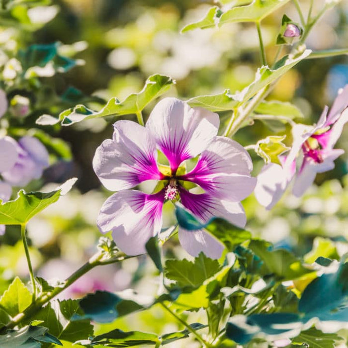 Aphrodite Rose of Sharon | Shop Shrubs