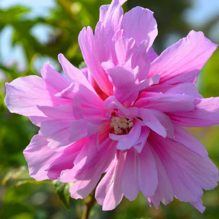 Rose of Sharon Lucy | Shop Shrubs