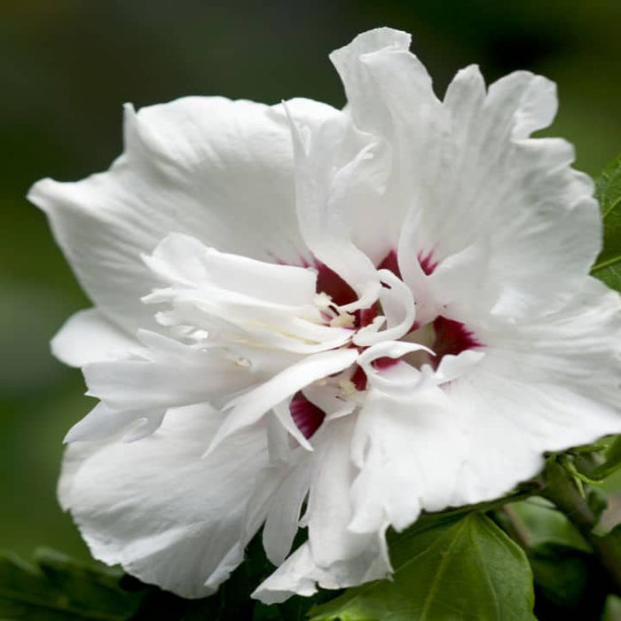 Rose of Sharon Morning Star