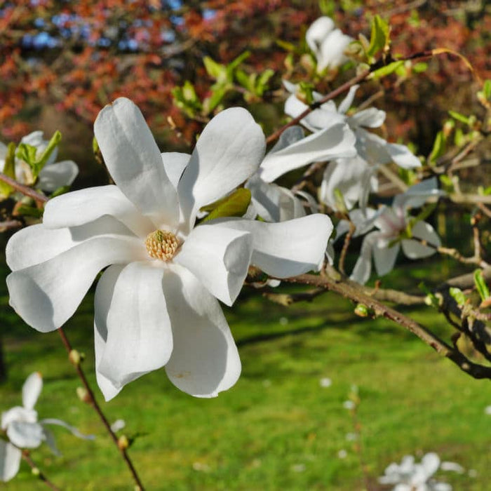 Royal Star Magnolia | Flowering Tree