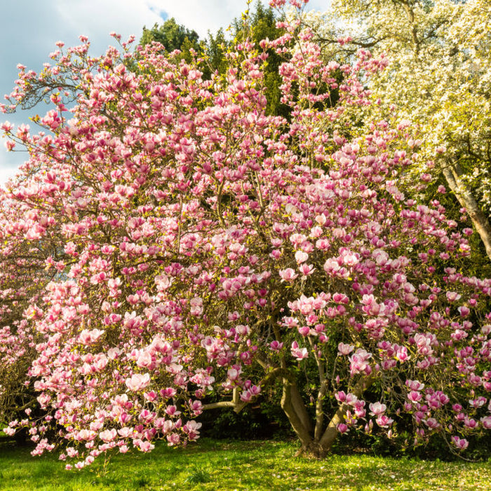 Saucer Magnolia | Flowering Tree