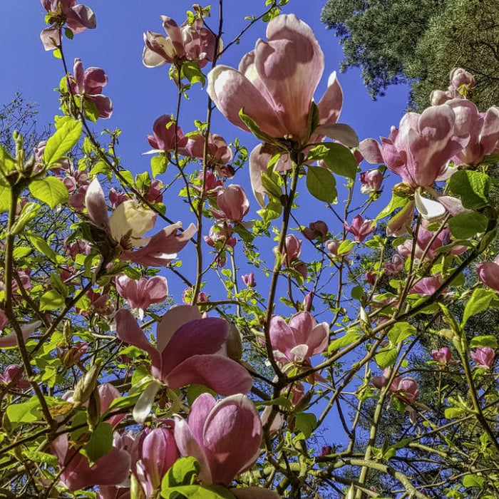 Saucer Magnolia | Flowering Tree