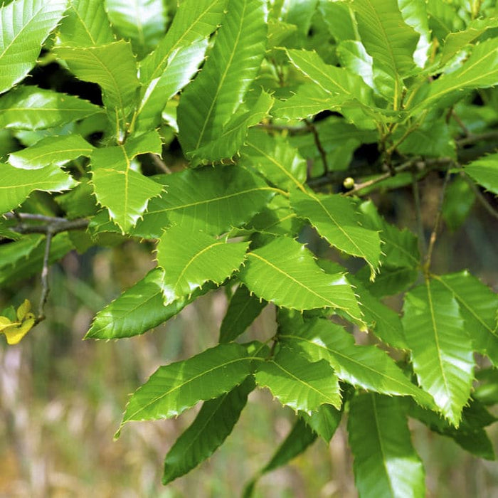 Sawtooth Oak | Shade Tree