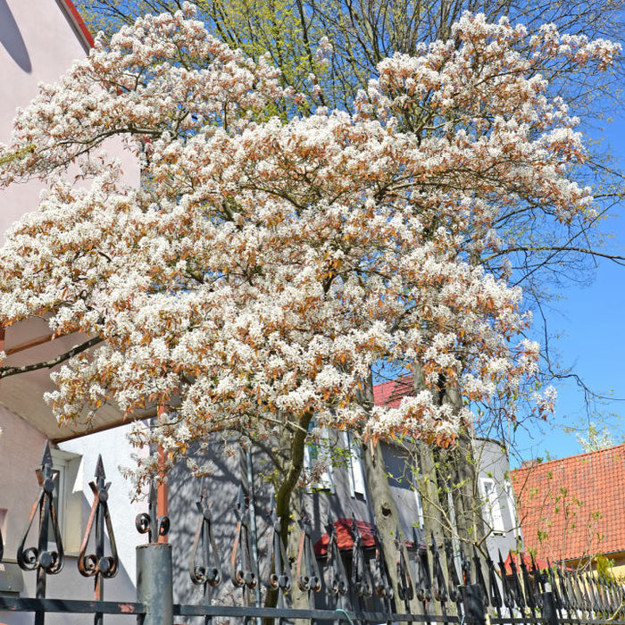 Shadblow Serviceberry | Flowering Tree