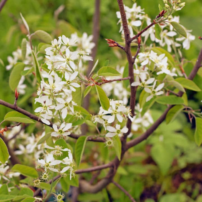 Shadblow Serviceberry | Flowering Tree