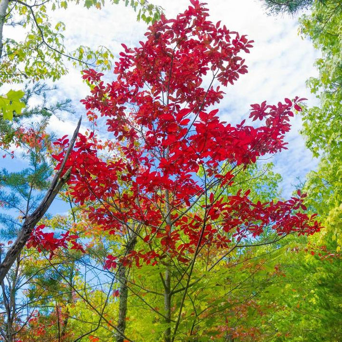 sourwood tree