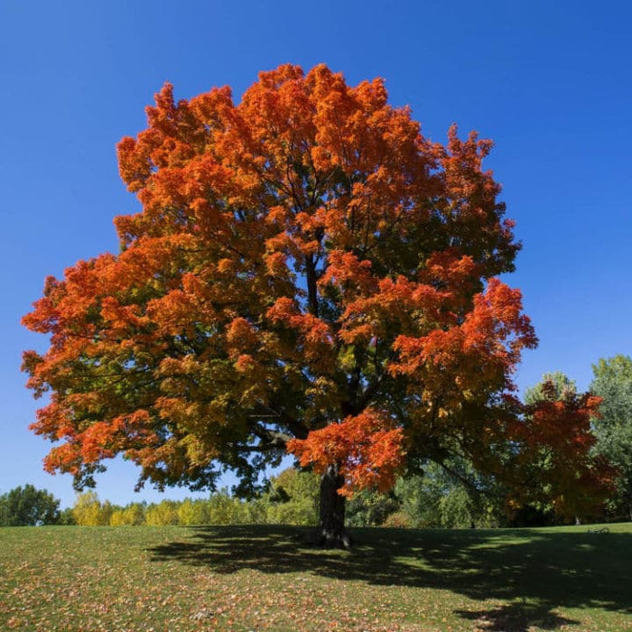 Sugar Maple Trees | Shade Tree