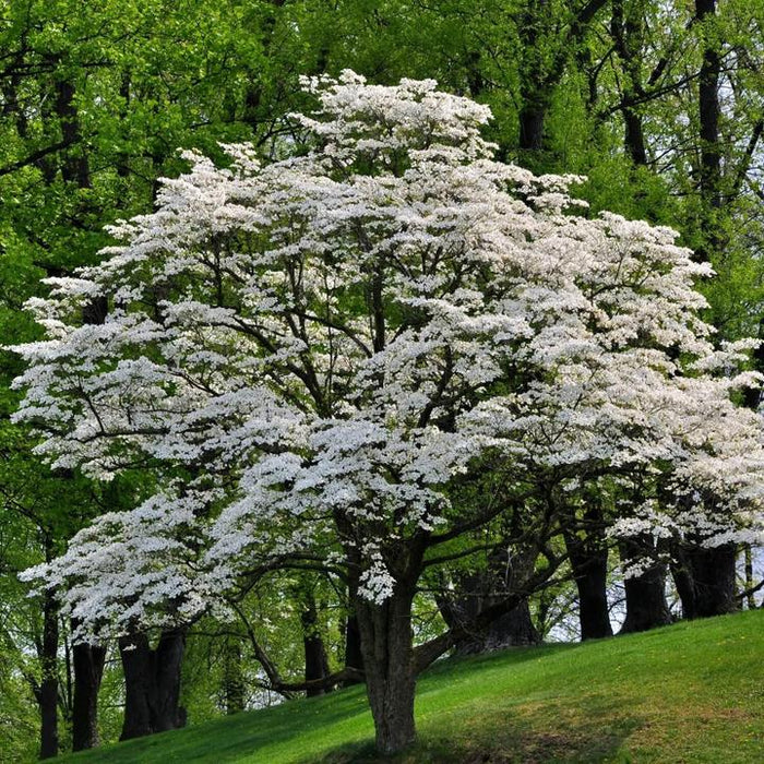 White Dogwood Tree