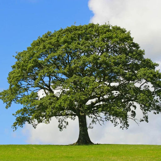 Large Green Oak Tree