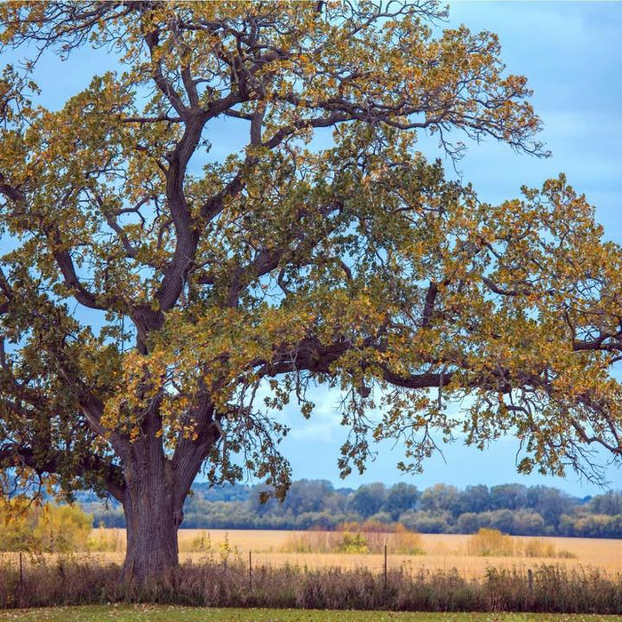 White Oak | Shade Tree