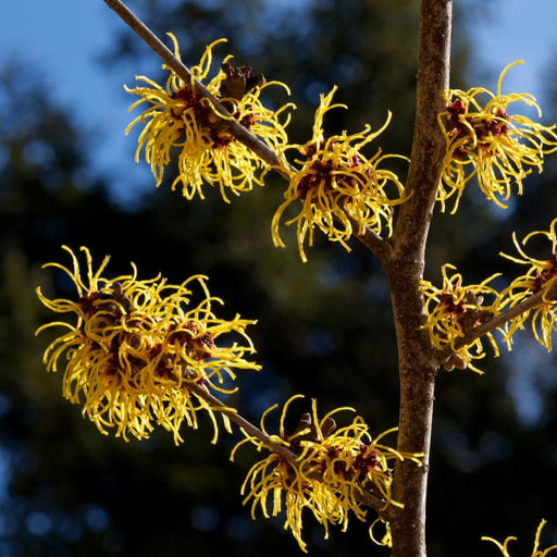 Witch Hazel