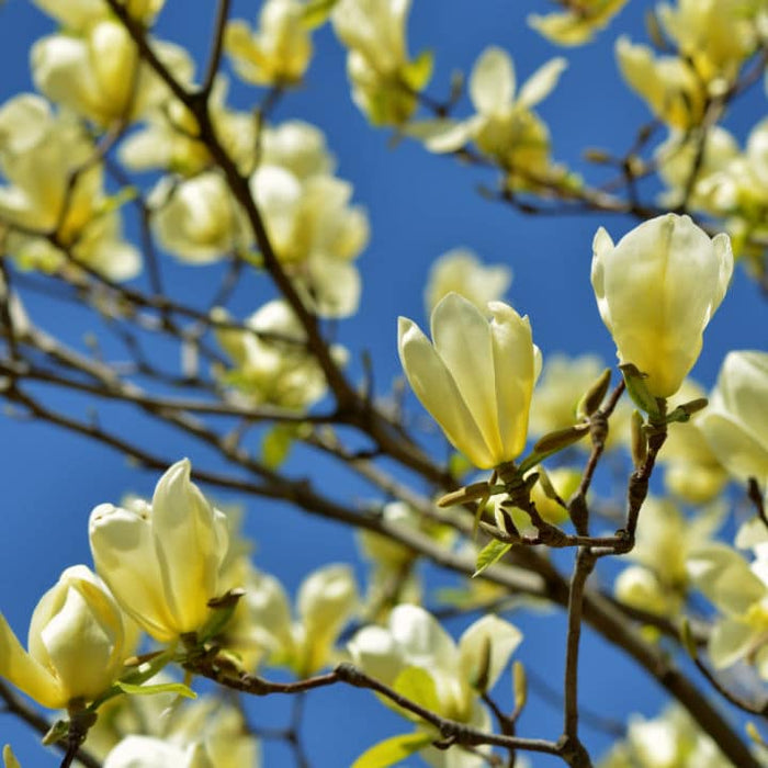 Yellow Bird Magnolia | Flowering Tree