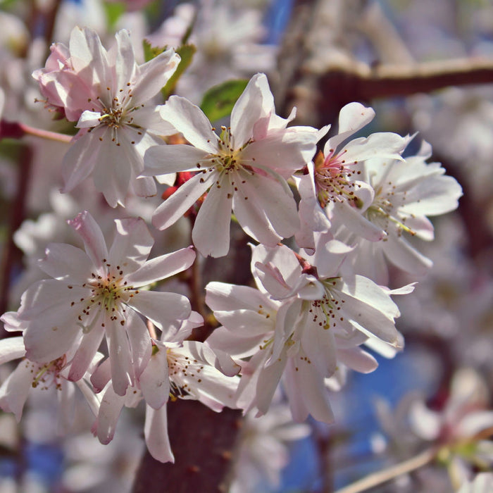 Autumnalis Flowering Cherry | Flowering Tree