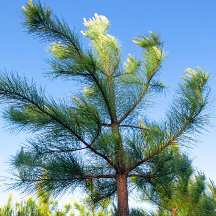 Loblolly Pine