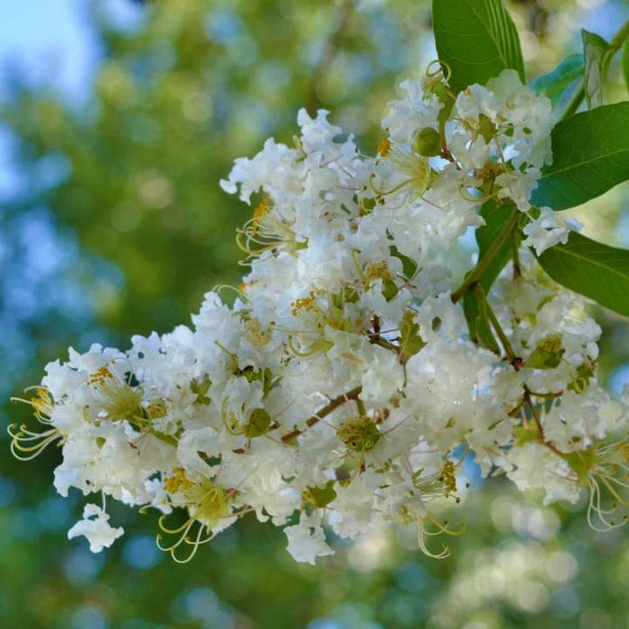 Natchez Crape Myrtle | Flowering Tree