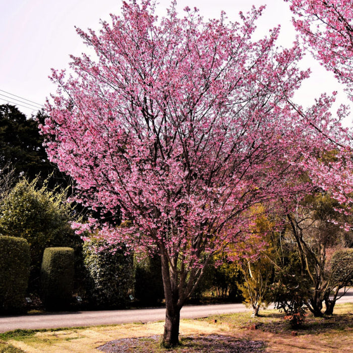 Okame Flowering Cherry | Flowering Tree