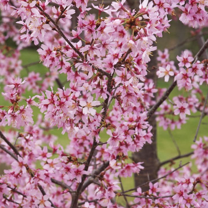Okame Flowering Cherry | Flowering Tree