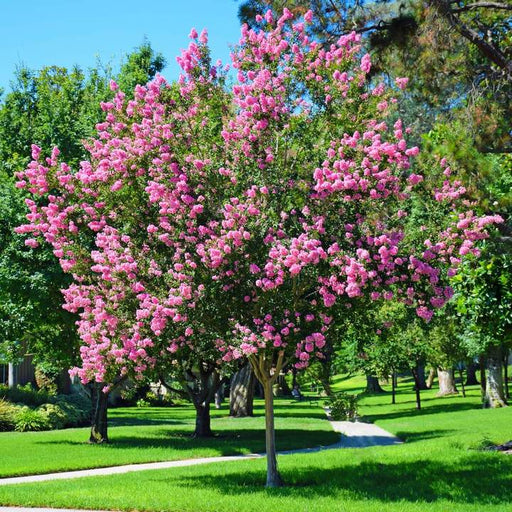 Sioux Crape Myrtle Flowering Tree with Pink Blossoms