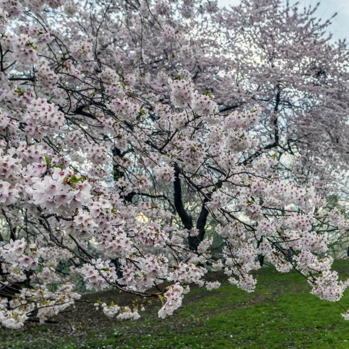 Japanese Yoshino Flowering Cherry Tree